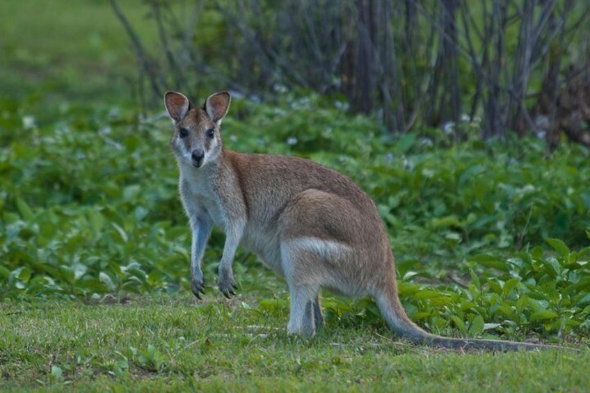 Ágile Wallaby