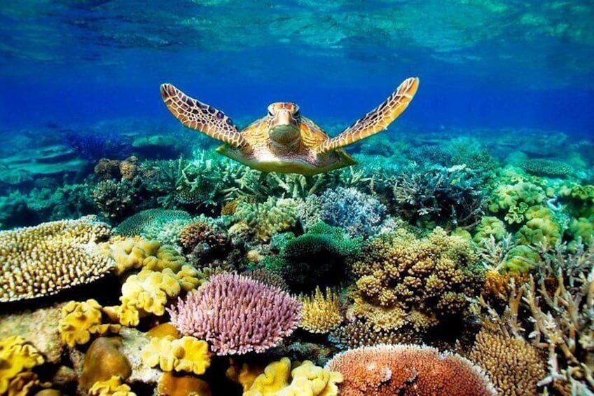 Great Barrier Reef