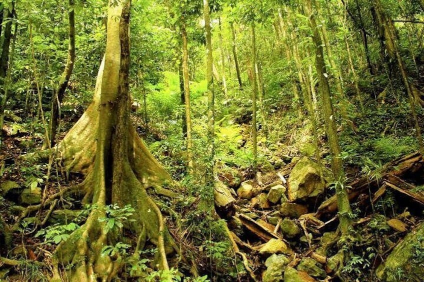 Exclusive World Heritage Rainforest Access