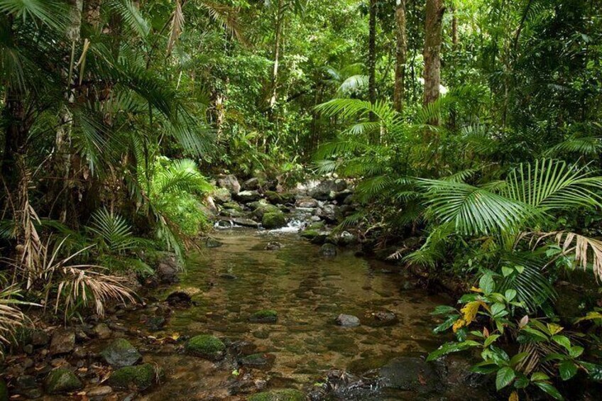 Rainforest Creek