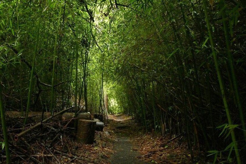 The Original Day Tour to Paronella Park, Lake Barrine and Millaa Millaa Falls