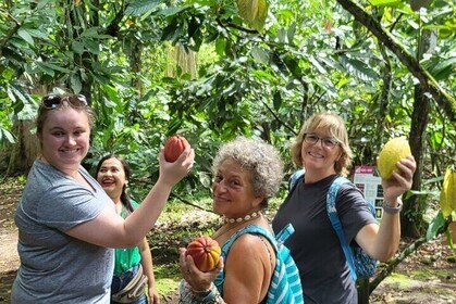 Eden Chocolate Tour with Lunch Included