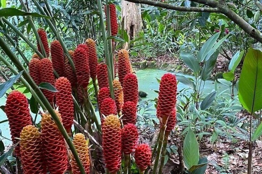 Maraca flower