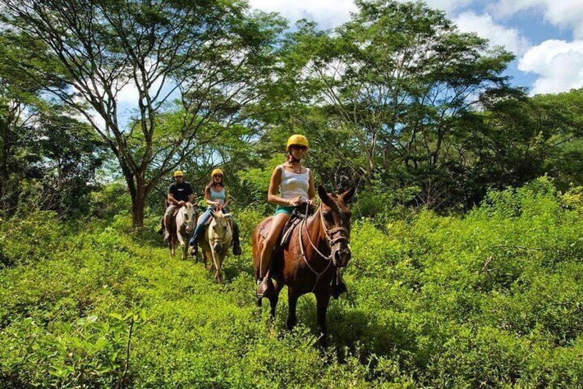 Tropical Rain Forest Riding