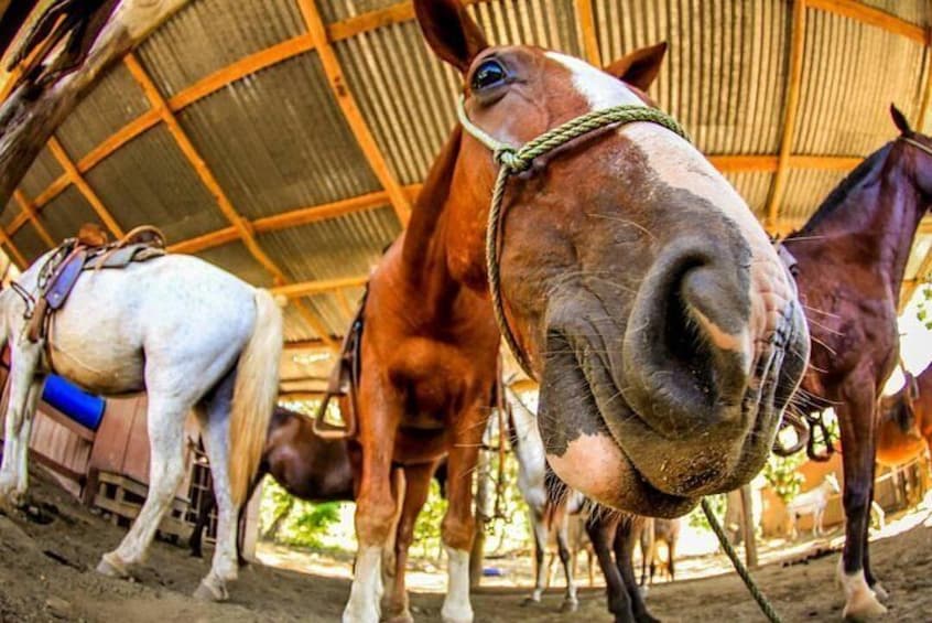 Our Horses are Fat and Happy