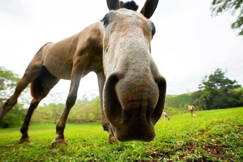 Come Horse Around with Us!
