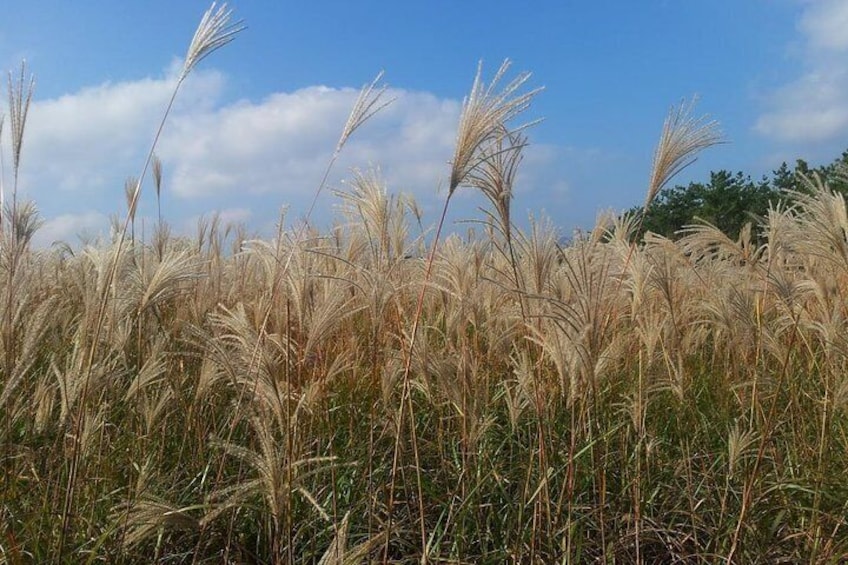Jeju Private Full day tour of UNESCO Day Tour