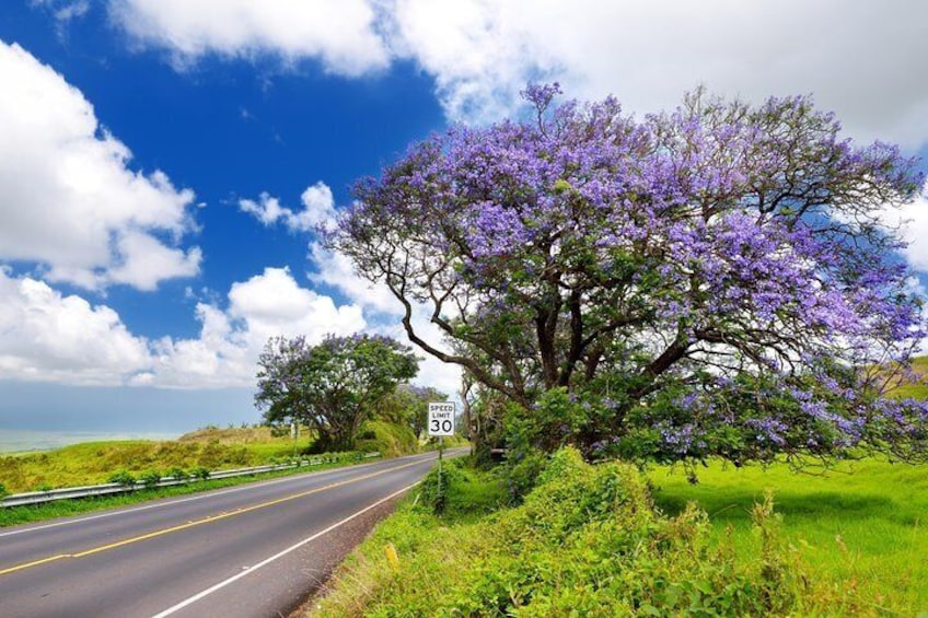 Country Cruise with Panoramic Views