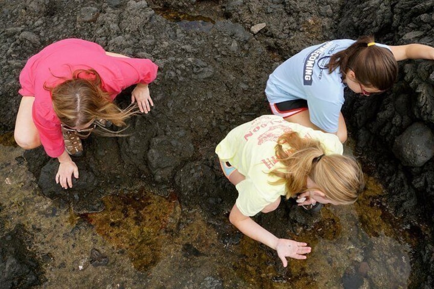 Explore Tidepool Critters