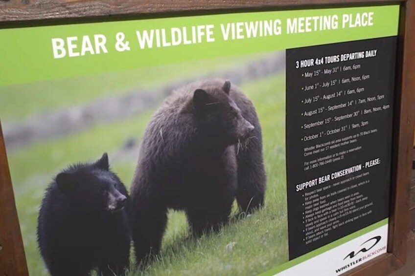 Whistler bear tours