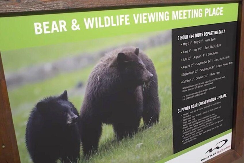 Bear viewing tours