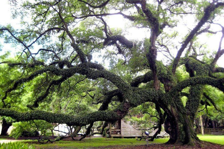 Live Oak Tree