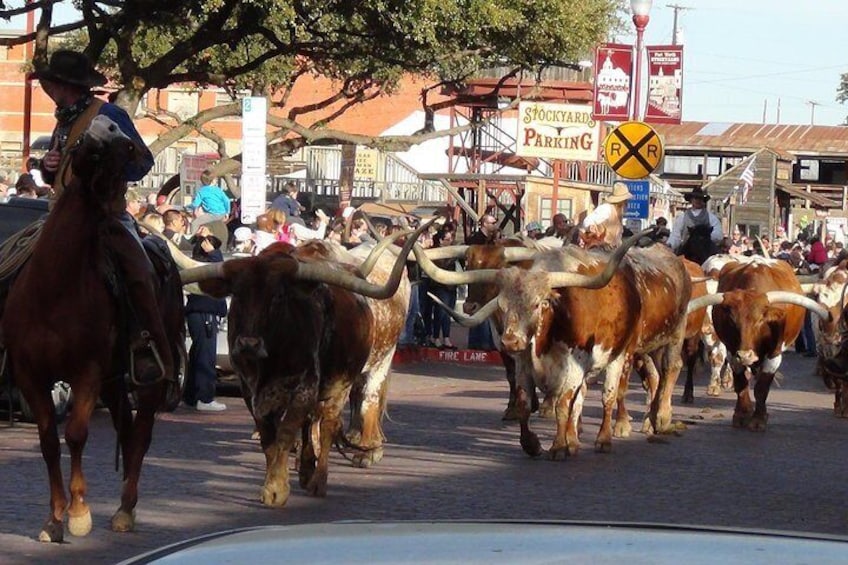 Famous Cattle drive Fort Worth Stockyard 