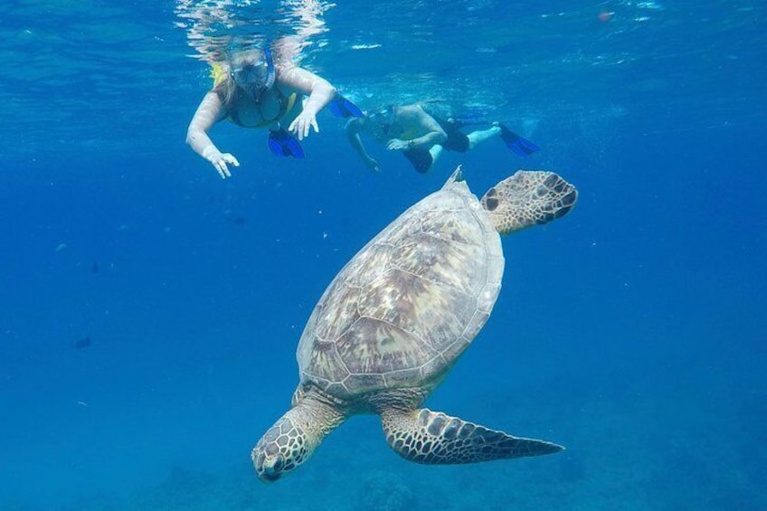 Snorkeling Cruise & Swim with Turtles in Oahu