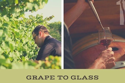 Esperienza di vino dall'uva al bicchiere