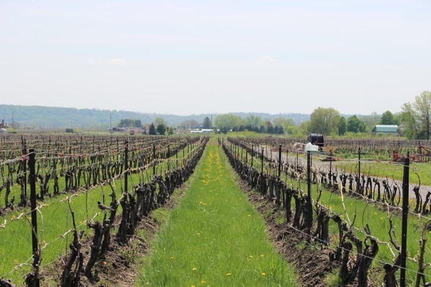 Grape to Glass Wine Tour at Between The Lines Winery 