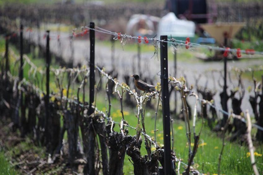 Grape to Glass Wine Tour at Between The Lines Winery 