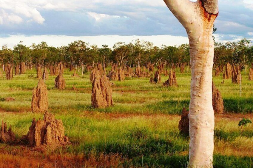 ochre plains