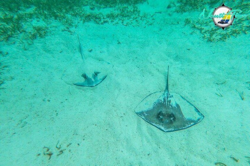 Full-Day Snorkeling at Hol Chan - Not for Cruise Ship Guests