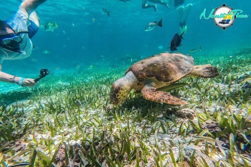 Loggerhead turtle