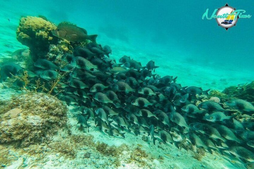 Full-Day Snorkeling at Hol Chan - Not for Cruise Ship Guests