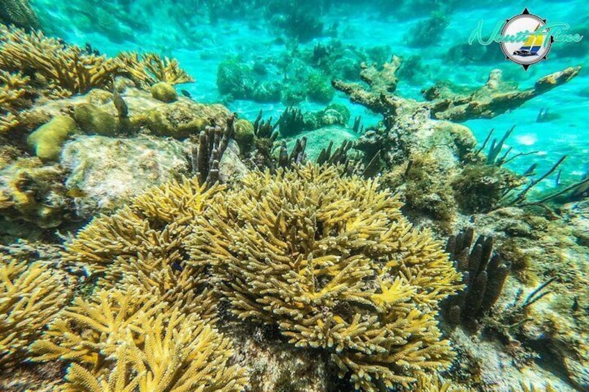 Full-Day Snorkeling at Hol Chan - Not for Cruise Ship Guests