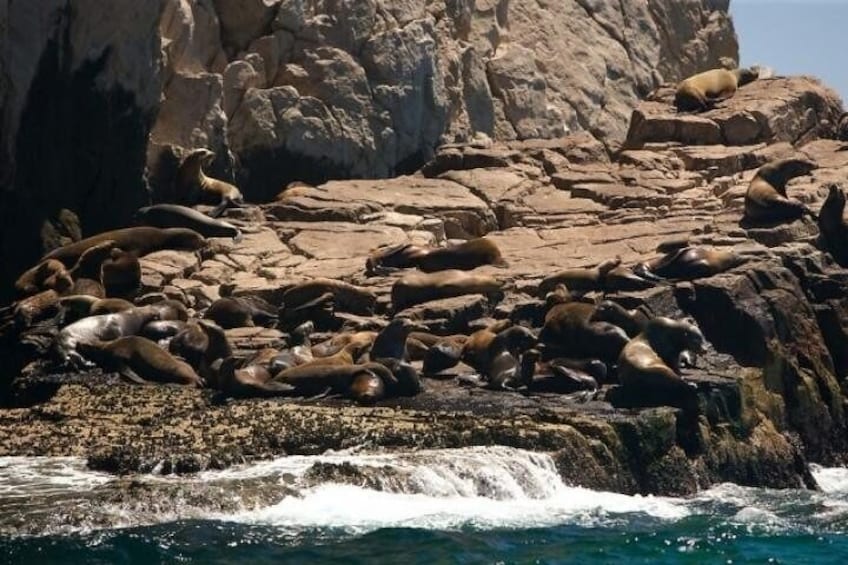 Sea Lion´s Colony