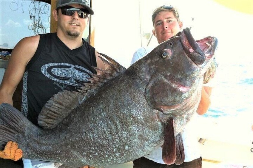 Giant Warsaw Grouper caught aboard our boat New Lattitude