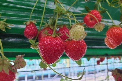 Strawberry Farm Experience outside Busan