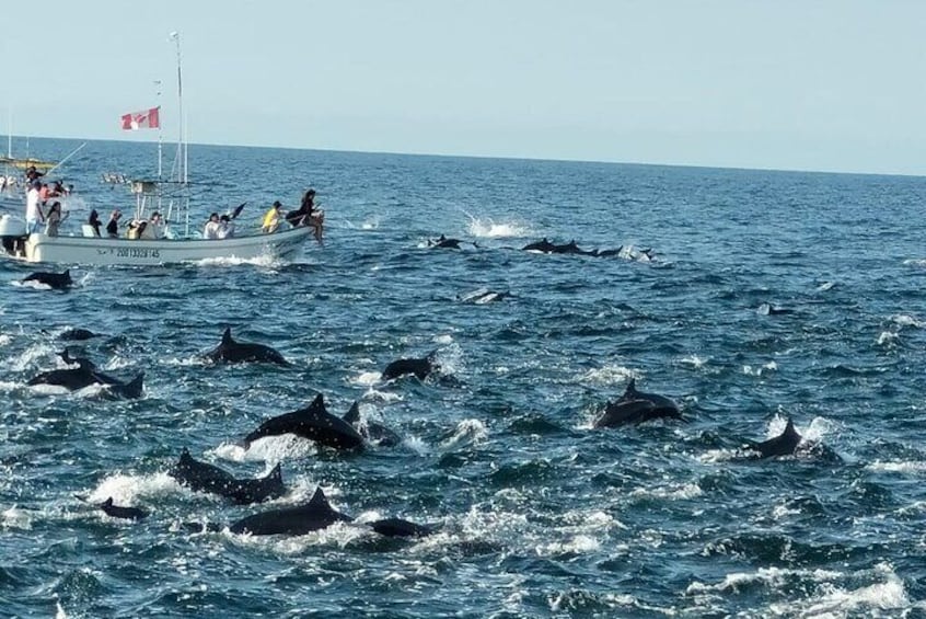 Dolphin and Turtle Watching 