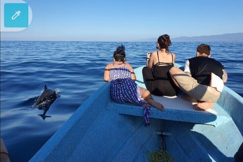 Dolphin Watching 