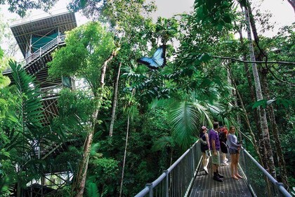 Daintree Discovery Center Single Pass