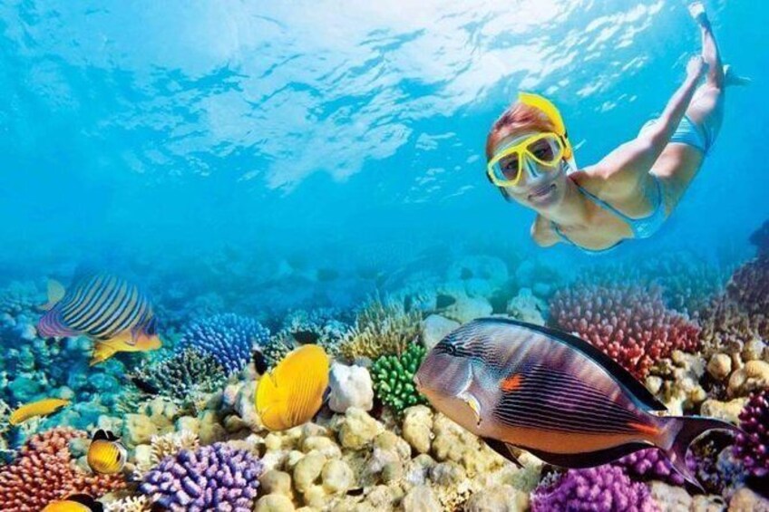 FullDay Key West Tour and Coral Reef Snorkeling with Open Bar