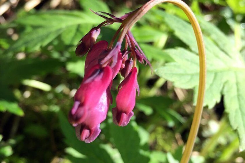 The Hood-Columbia Loop: Timberline, Orchards, and Waterfalls