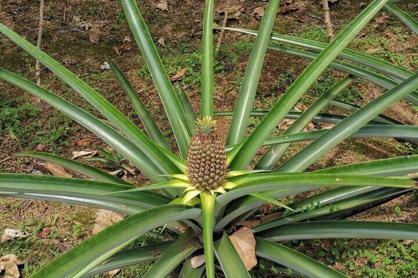 Pineapple real flavor from our organic farm