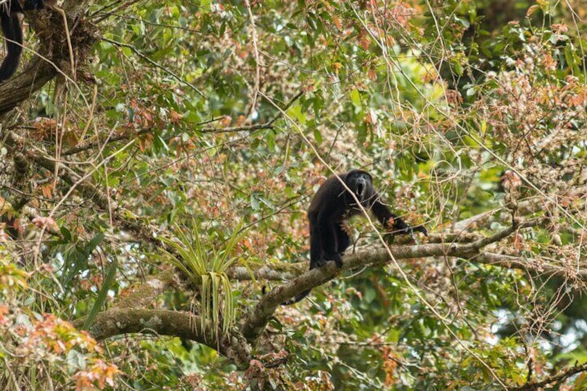 Full Day Tour with Safari Float, Waterfall and Volcano Hike