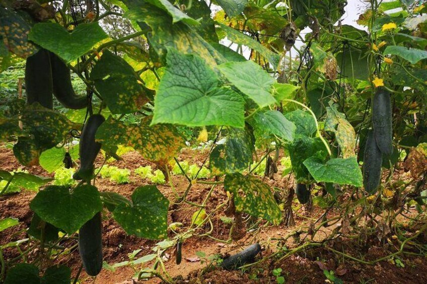 Cucumber, our organic farm brings the most fresh vegetables for your lunch