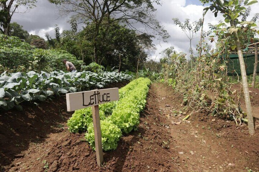 We cultivate 50% of the products used at our ranch