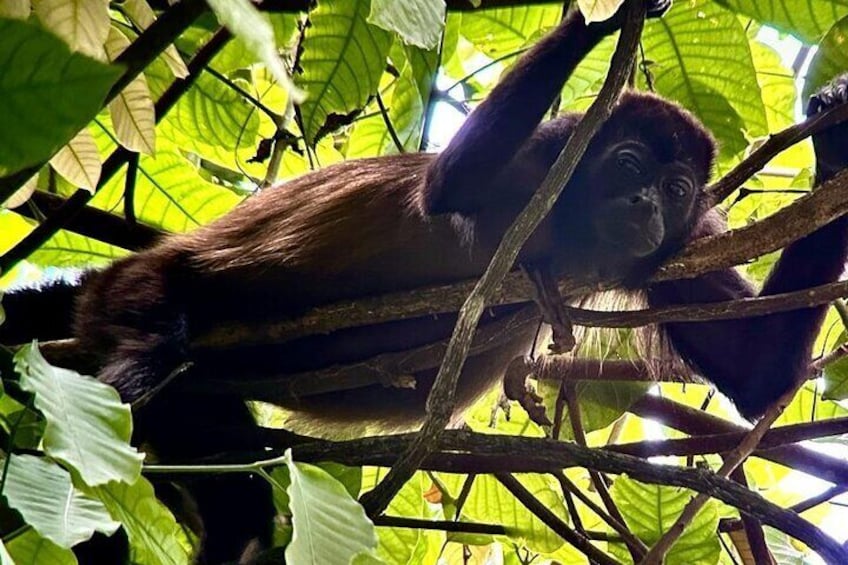 Arenal Combo: Hanging Bridges, La Fortuna Waterfall, Volcano Hike