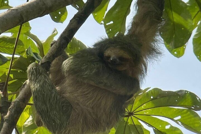 Arenal Combo: Hanging Bridges, La Fortuna Waterfall, Volcano Hike