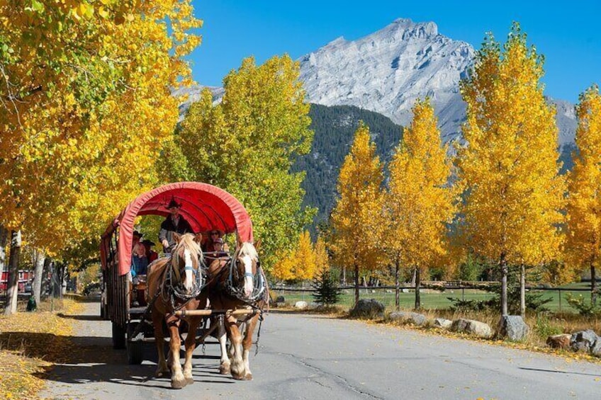 Covered Wagon Ride in Banff with Western Cookout