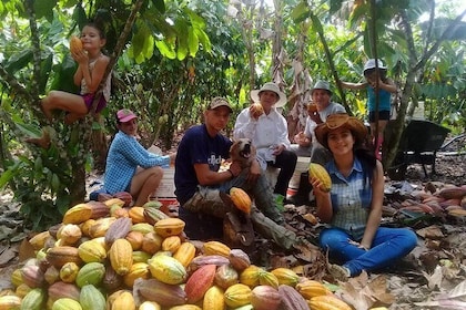 Chocolate Tour (cacao plantation)