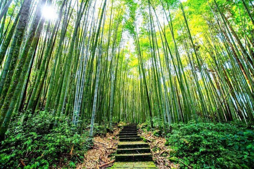 Ahopsan bamboo forest