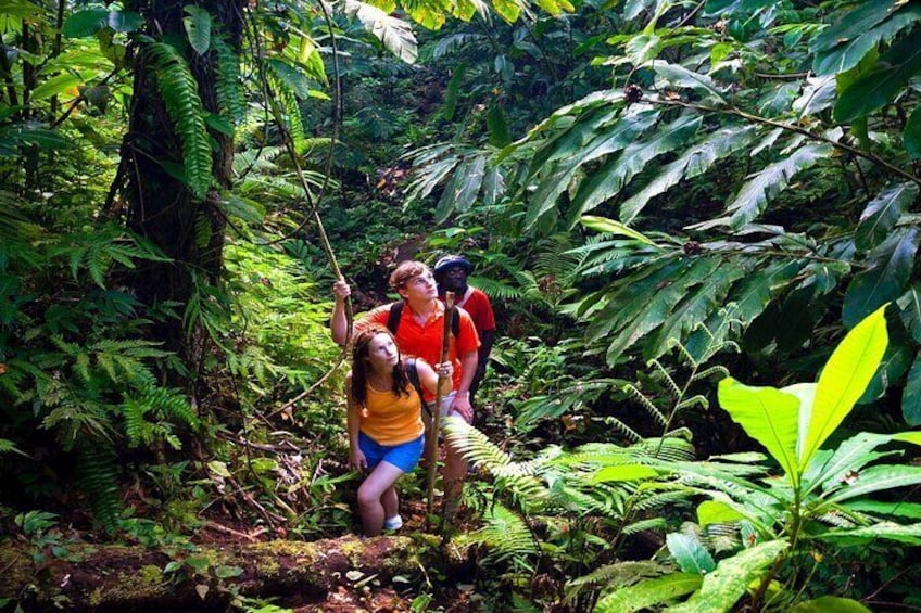 Be Mesmerized As You Hike Into The Micro Version Of A Hawaiian Amazon Style Rainforest Jungle 