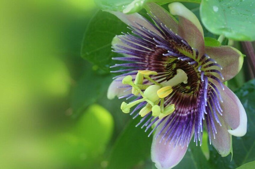See the Exotic Flowers of The The Kings Gardens