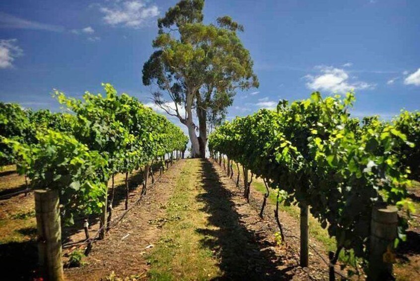 Adelaide Hills Vineyard