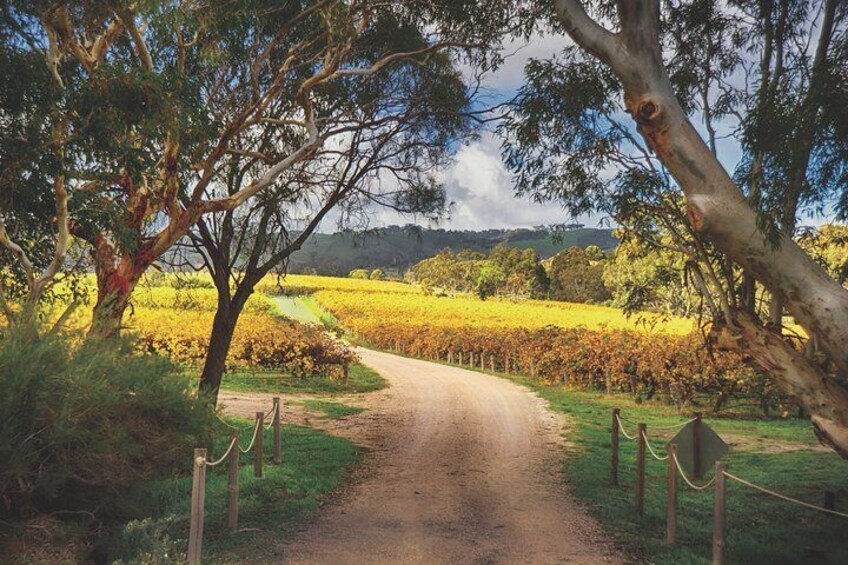 Dog Ridge, McLaren Vale