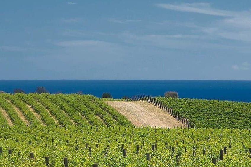 McLaren Vale View Vineyard and Ocean