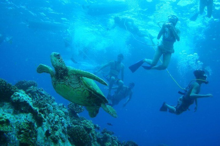 SNUBA dive above the Hawaiian Green Sea Turtles