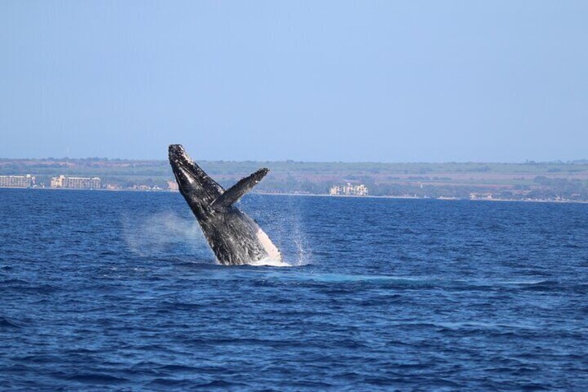 Humpback Whale breaching